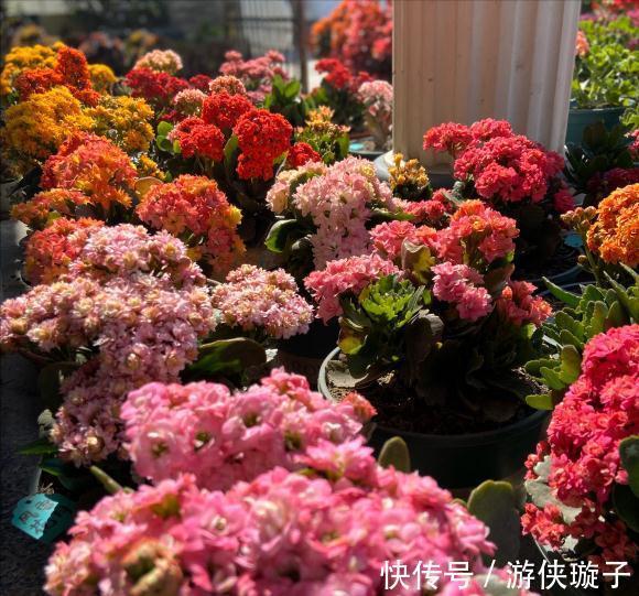 长寿花|5种“富贵花”,谨记“穷养它”,大盆换小盆,才能开满富贵花