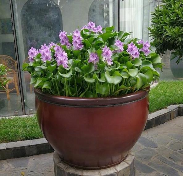 容器|家里有大水缸不要丢,拿来养花做容器,废物利用好处多