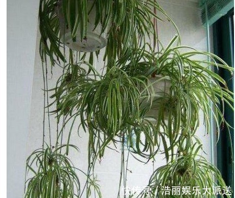 养护|用筷子戳个洞，滴上几滴“它”，“4种花”超喜欢，蹭蹭长不停！