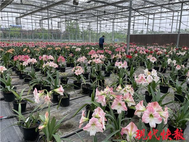 咬唇妆、初恋妆、渐变妆……在春天邂逅“美女”朱顶红