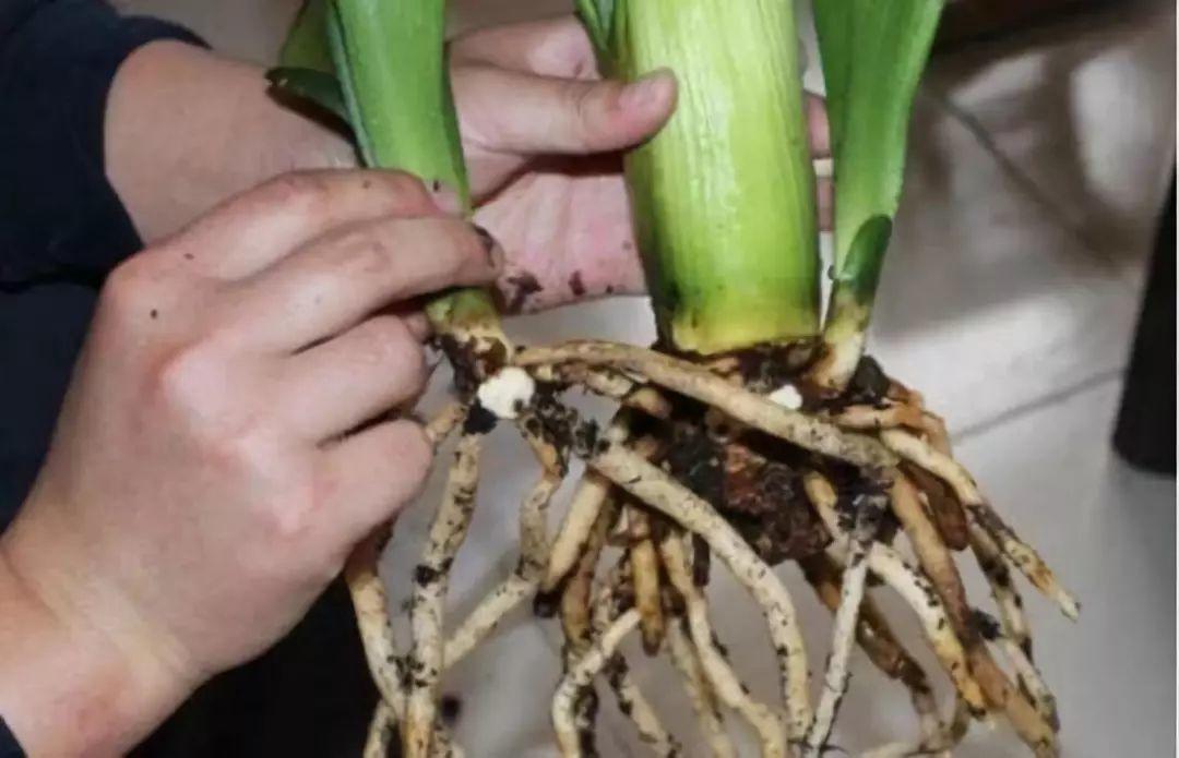 扦插|不用扦插,养花1盆变10盆,把根一掰,成活率翻倍!