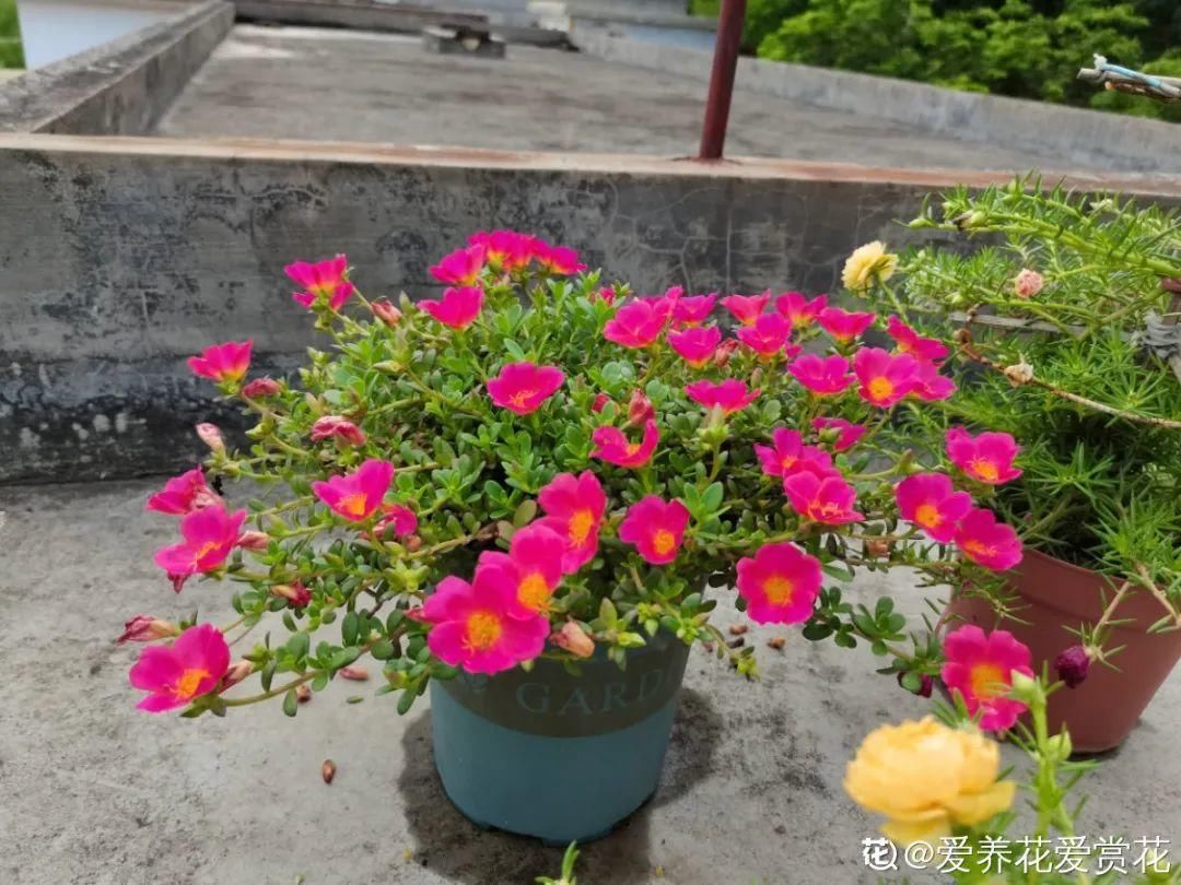 棒棒糖|从养花大神家，偷来3个爆花技巧，快学，24小时后删