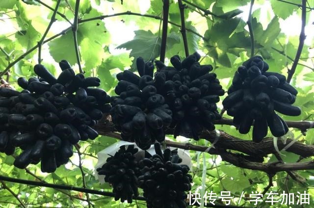 特殊使命|阳台选了“它”,比花还漂亮,不怕寒不怕晒,还可以吃,一举多得!