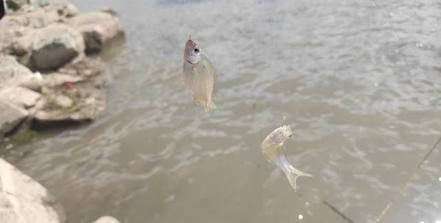 浅滩|大鲫鱼的“哭泣”躲在河中心都没用,最终沦为钓鱼人的盘中餐?