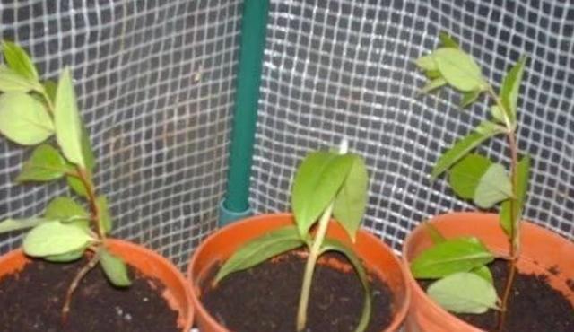 养花|不会养花,就养这2种绿植,好养能吃花芳香,两年长成盆景