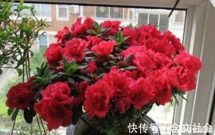 4种花高贵优雅，开花又大又艳，比牡丹美，比绿萝好养！