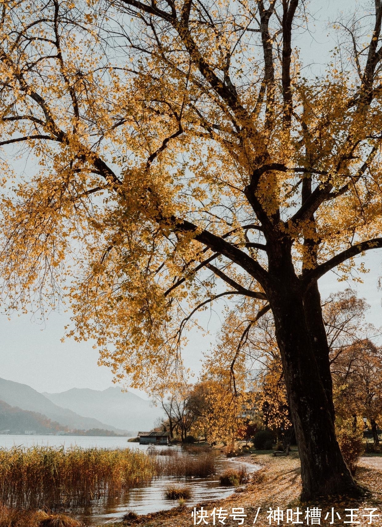 明月何时照我还&王安石很经典的7首短诗,4首励志3首可爱,读来大有收获