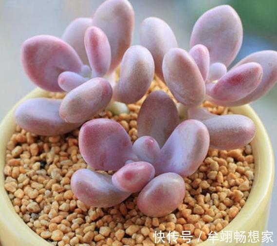 多肉植物叶片动不动就发软,该怎么办仔细水、肥供给就够了