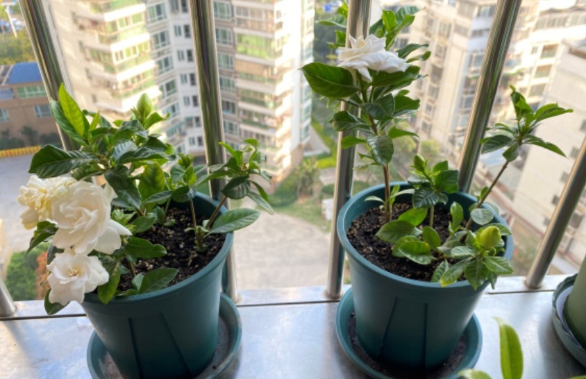 想要栀子花快生根,扦插记住“四个字”,提高成活率,后期长势旺