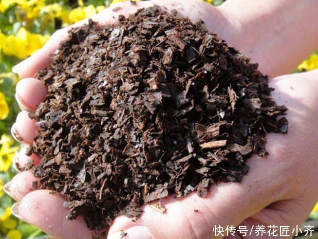 浇水|有没有种花的“万能土”？掌握好“3点”，自己调配比买的都好用