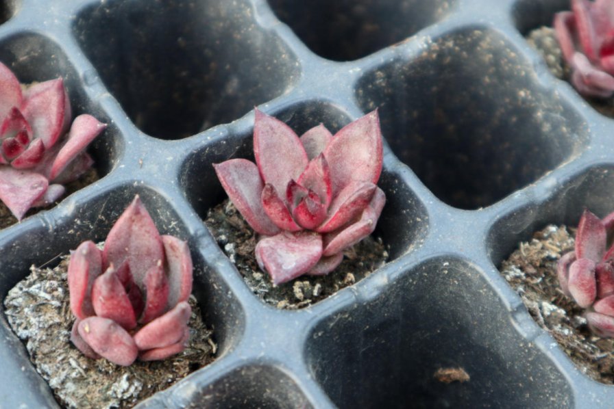  多肉植物|多肉冬季养护大全，记住5个“不要”，坚决不踩雷