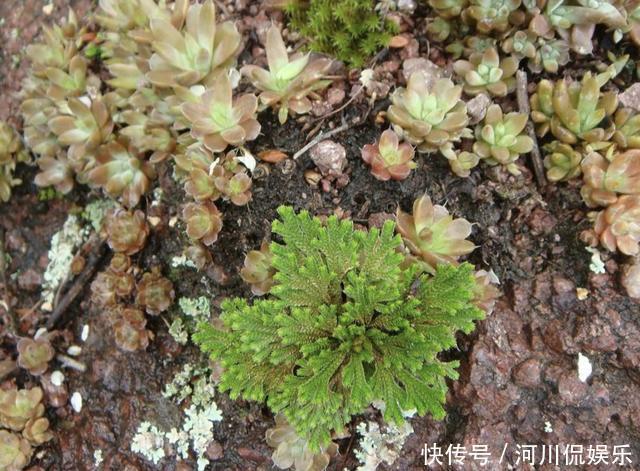 叶片|叶片独特的1种“野草”,在悬崖边生长,拔1棵就少1棵,珍贵!