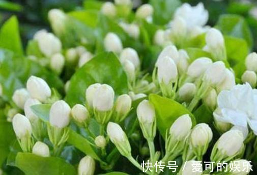 茉莉花这样养，老桩也会连续开花