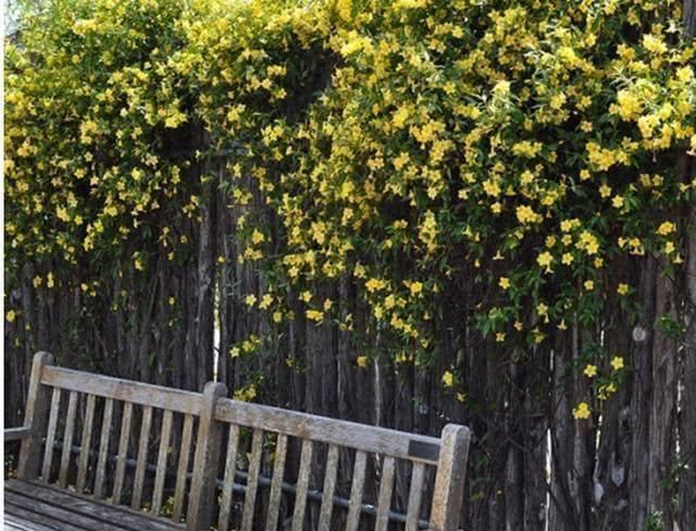 家中别再乱养花了比桂花香10倍,花香袭人满院飘香