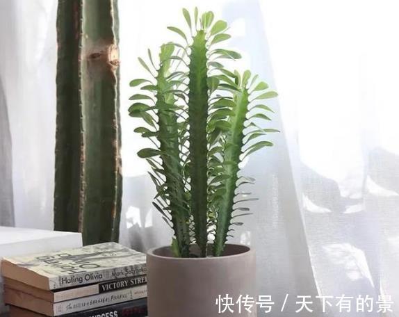 添子|3种丑的难入眼的花，养在家里能镇宅吉祥