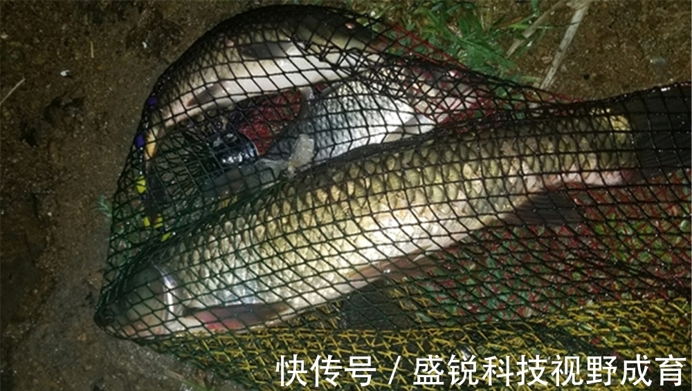 钓浮|盛夏夜钓草鱼,钓近还是钓远?钓浮还是钓底?有几个建议可以参考