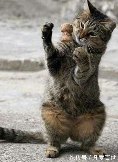 |搞笑动图:猫爪乱舞,别以为我好欺负!