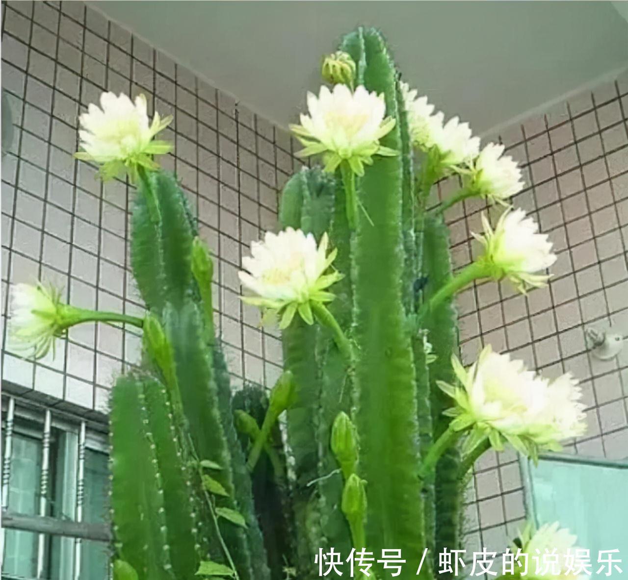 寿命长的“3种花”，最喜欢用小盆栽种，盆越“小”长得越好