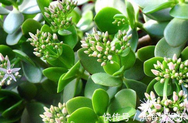 都爱把玉树养成“老桩”,这“3招”不能错过,家里天天生机勃勃