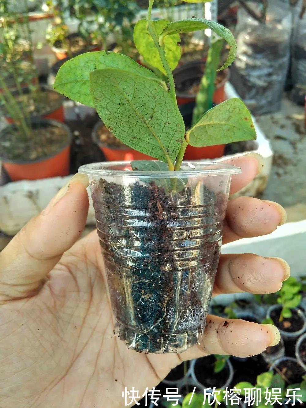 花花|大粗杆插土里，7天生根，当年结果压弯枝，不用买水果了！