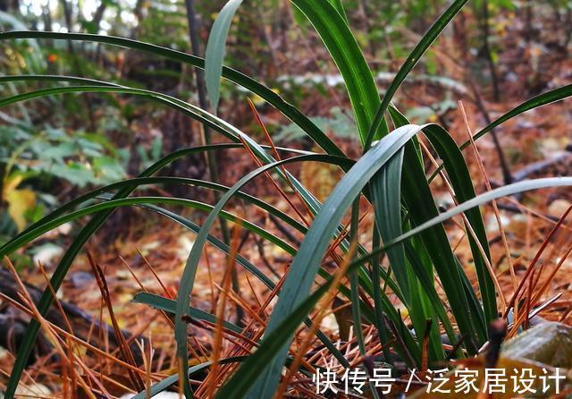 松针腐殖土|秋分到，正好配制兰花植料，松针土这样准备，明年就能养好兰花了