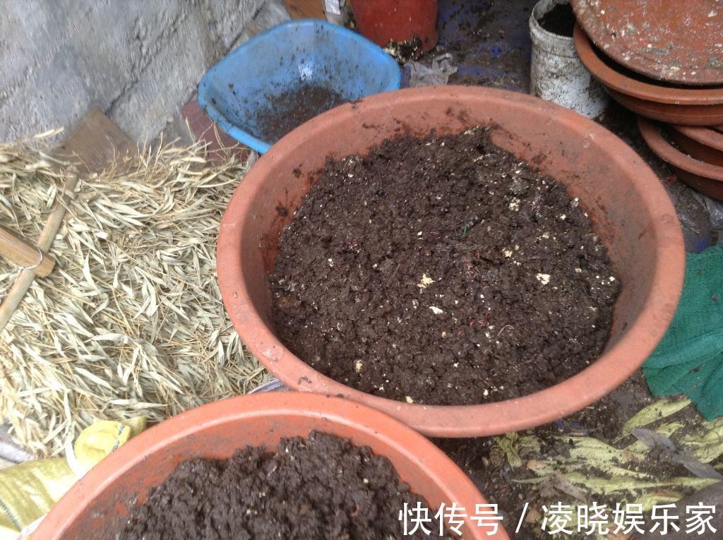 营养土|野外捡点这种怪土，碾碎撒花盆里，全都长到停不下！