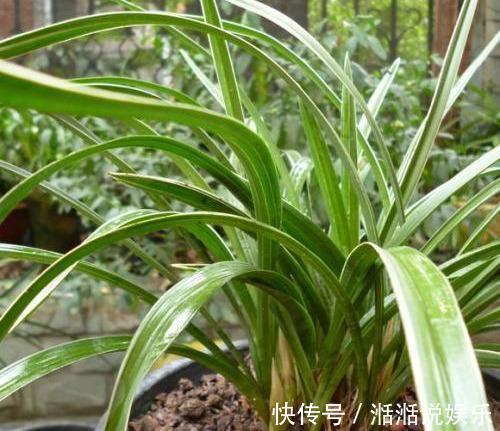 偏施|兰花病歪歪的不开花3点做不足,养成“吊兰”,难开花
