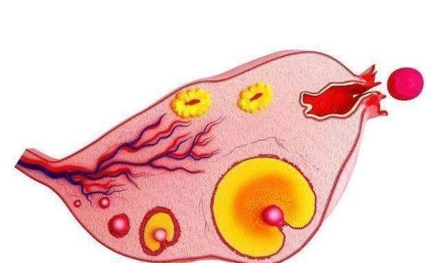 白带增多|女人一个月排几次卵卵子排出时的这3种感觉,你感受到了吗