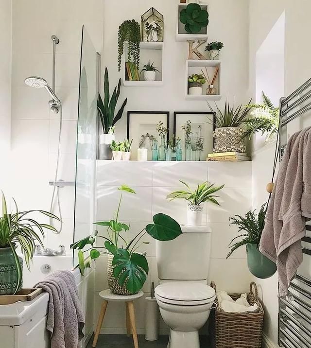 绿植|卫生间湿气大异味重,养这几盆花,有害气体吸光,变成绿森林