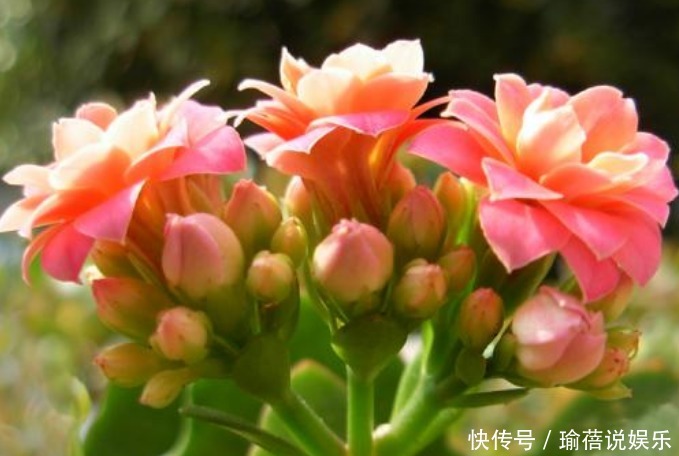 养长寿花时,避开2大“雷区”,植株越长越旺,花多叶茂轻松爆盆