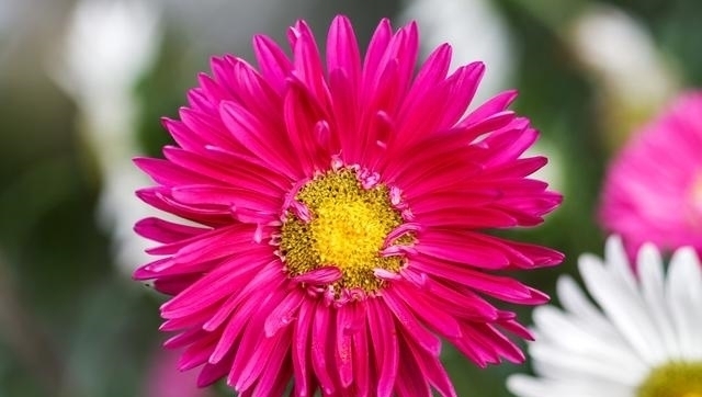 格外|认老乡啦!这6种花你们叫什么?名字土到掉渣,却格外亲切