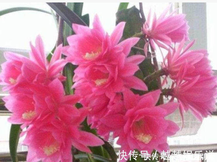 花期|4种香水花,开花漂亮、花期长,浇水就疯长,开花爆盆很容易