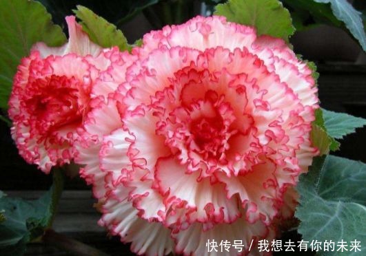 喜欢菊花,不如养盆荷包花,花开似荷包,寓意富贵吉祥,艳丽多姿