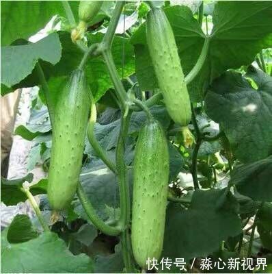 健康|阳台不要再浪费，聪明人此样做，绿色健康，吃不完还可以卖