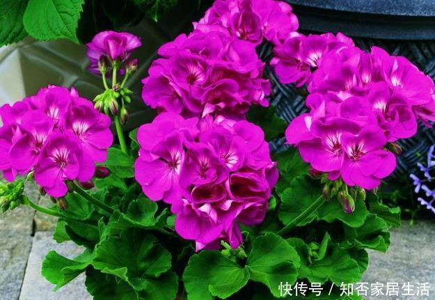 新手养护花卉，掌握重要3步，花开不断，叶绿花多，开成大花球