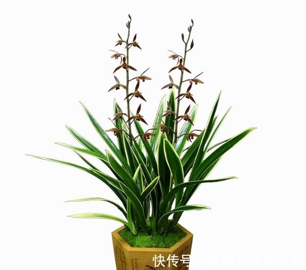 墨兰清香优雅,四季苍翠,养护墨兰时要如何浇水!