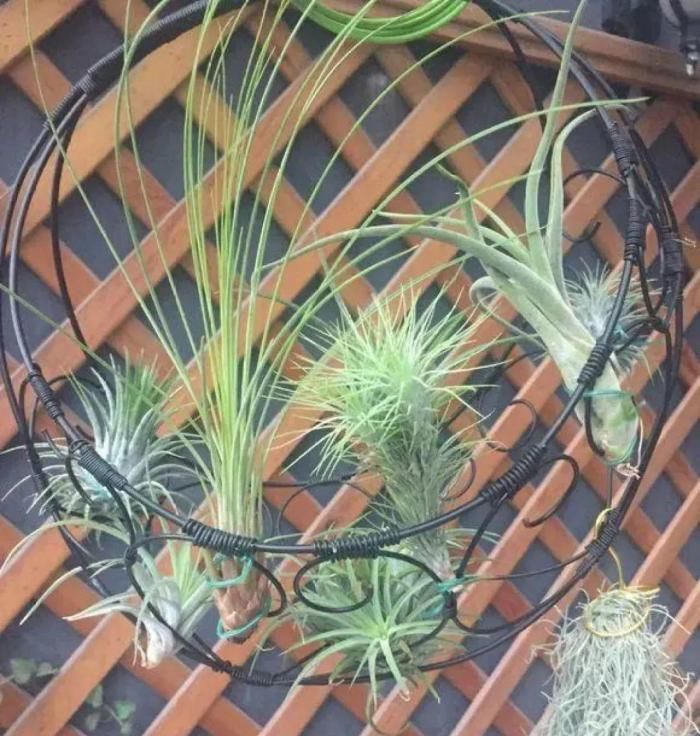 树根|5种花不用土,掰一块木板子来养花,跟着养护专家学起来!