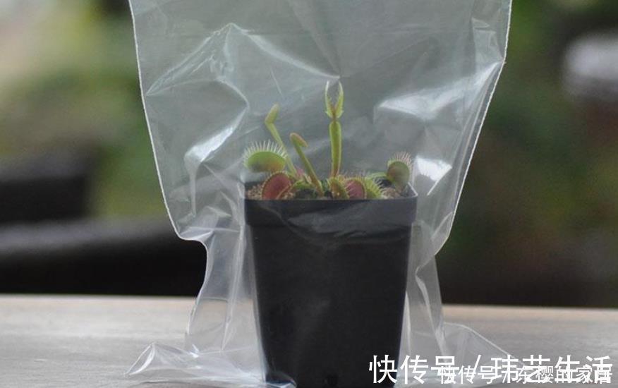 塑料袋是好东西,养花经常用到,它有3个“妙用”,新手牢记!