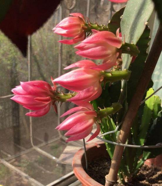 荷花|这盆令箭荷花竟有100朵花苞,一串串开的看不见枝!