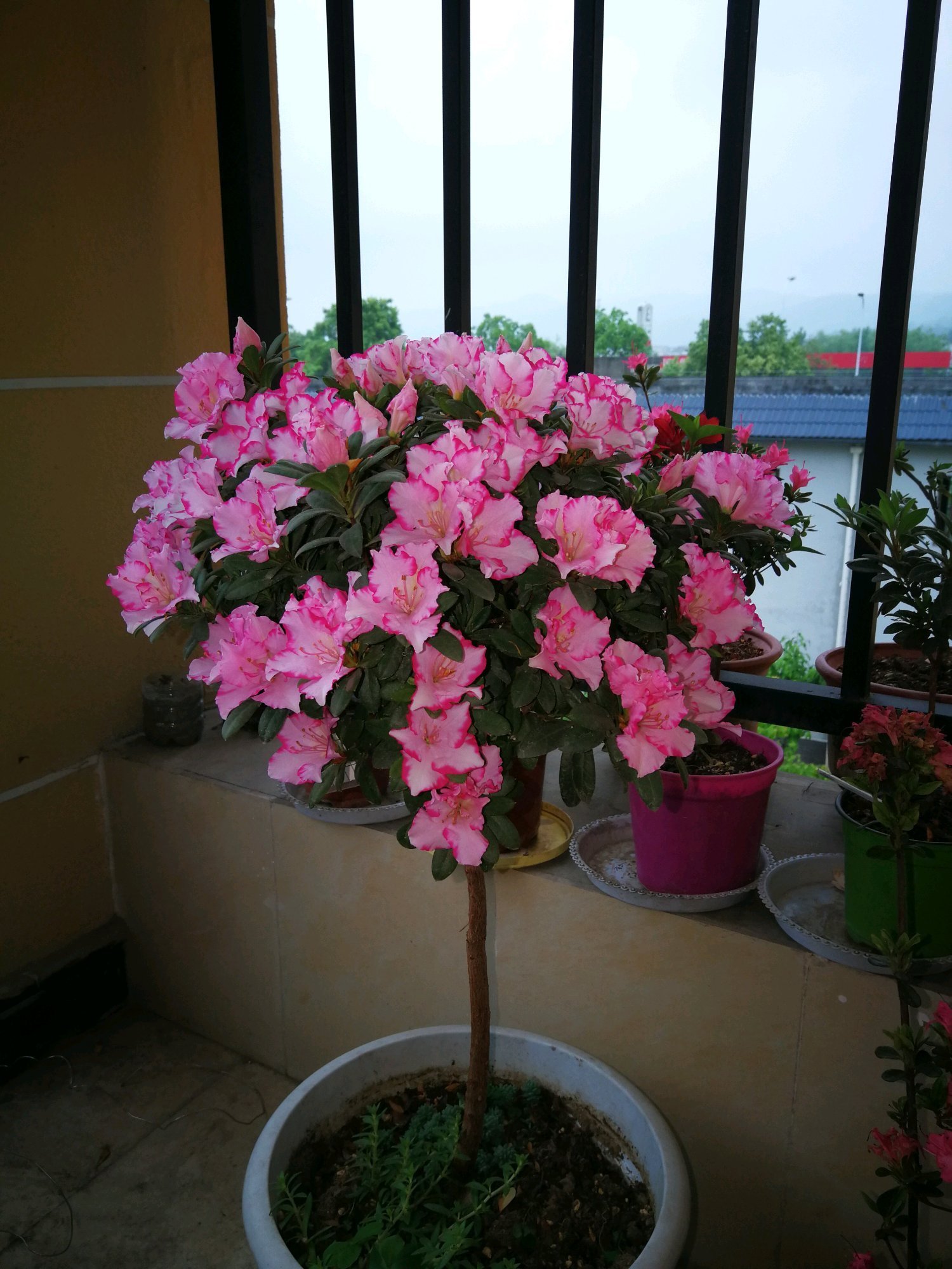 喜欢菊花，不如养盆“菊中珍品”兼六白菊，似翩翩少女，玲珑美丽