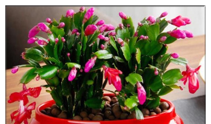 蟹爪兰长势缓慢,一定要喂点它,半个月就能长成小瀑布