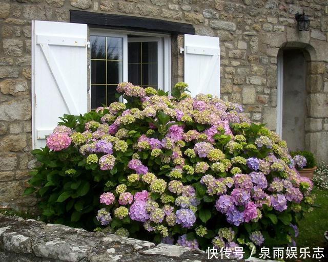 天竺葵|5种花不用管,盆栽地栽都好养,自己就能长成大花球,花开还惊艳