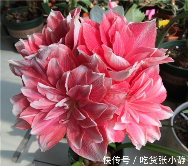 5种漂亮花，天冷多晒晒，越晒长得越健壮，花开得又多又大