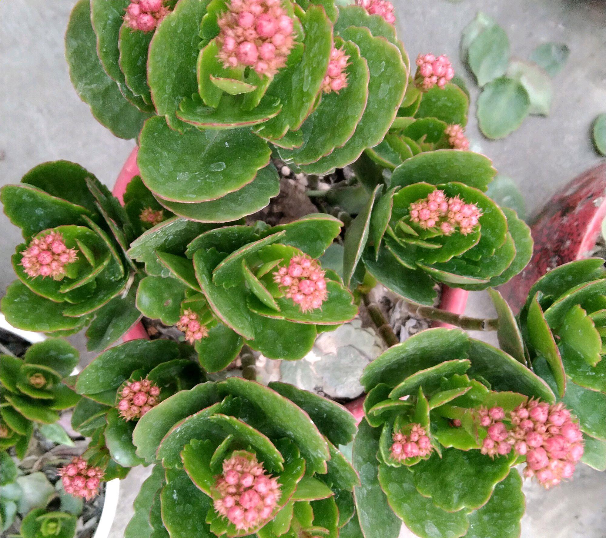 磷酸二氢钾|长寿花的花苞上色了还能喷磷酸二氢钾吗?磷酸二氢钾不是随便用