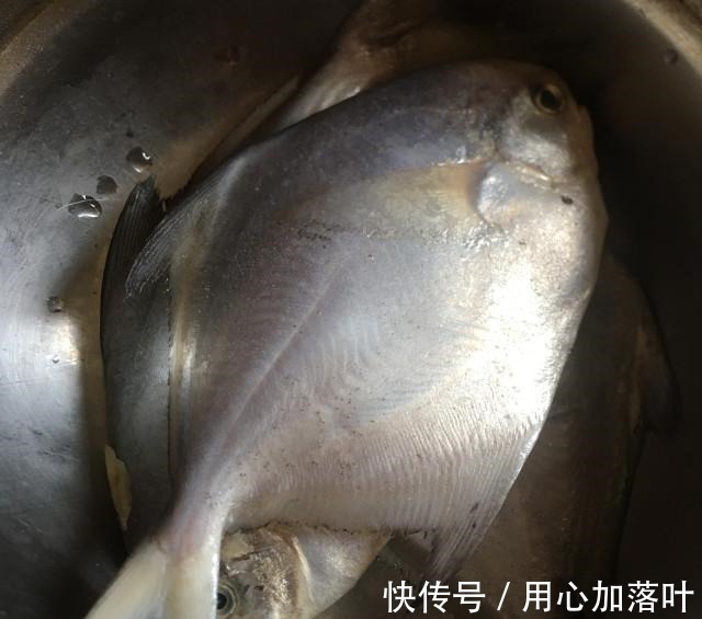 香煎小白鲳，操作简单味道鲜美！