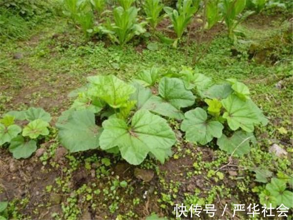 野菜|曾是“百菜之王”,被食用2千多年,现已沦为野生,土豆打败的?