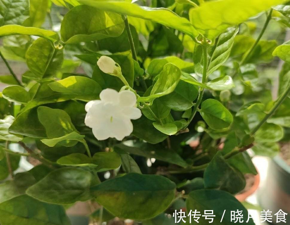 怎样让茉莉开花多?3个细节记住,花量增大、花香型美、灿烂盛开