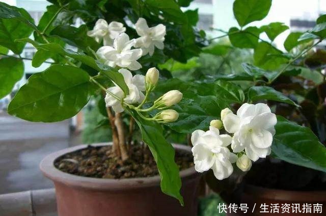 茉莉修剪小技巧,学会这3招,新芽冒不停!