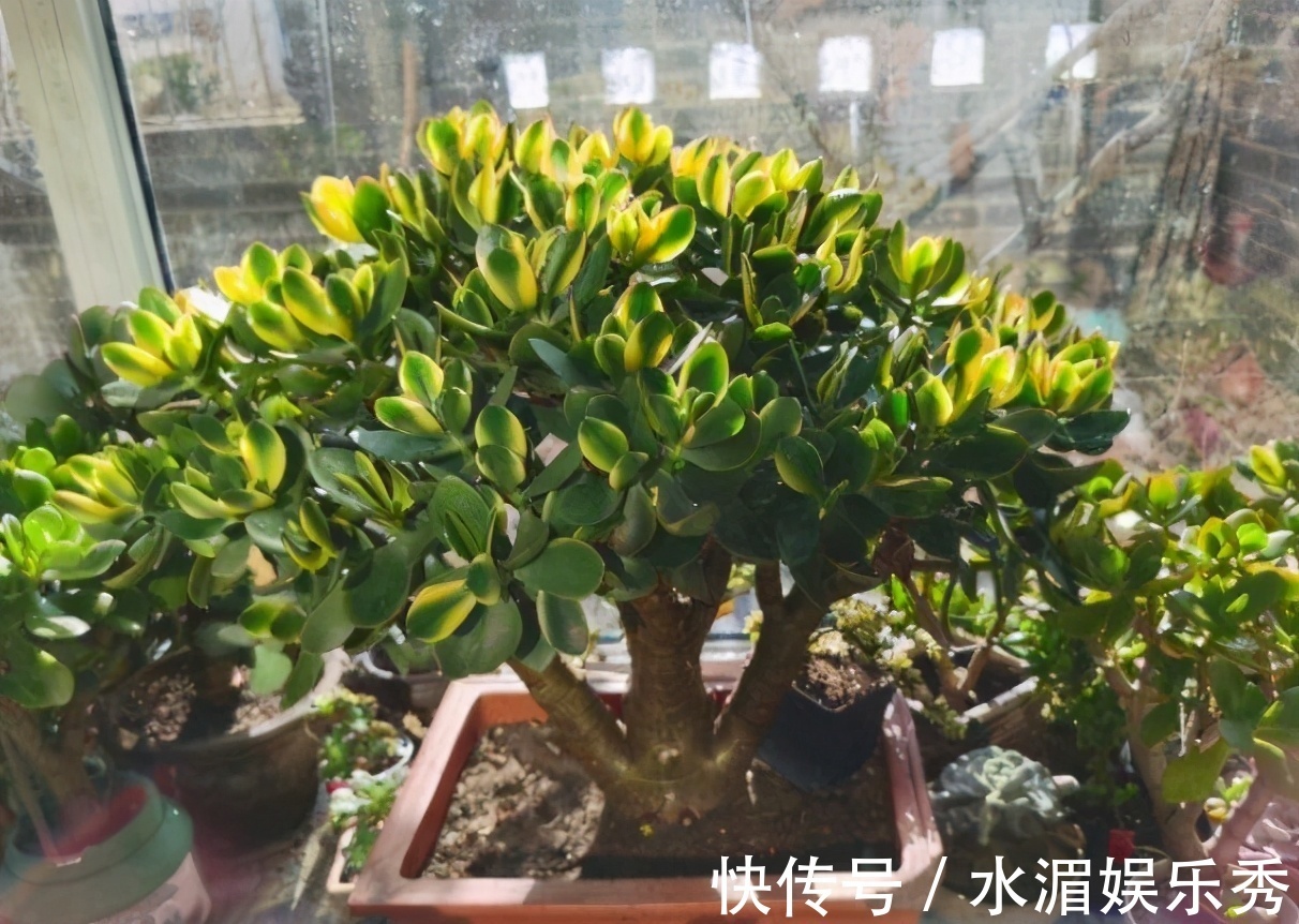 羊粪|玉树的养护“诀窍”,夏季掌握好,蹭蹭长新叶,越养越茂盛