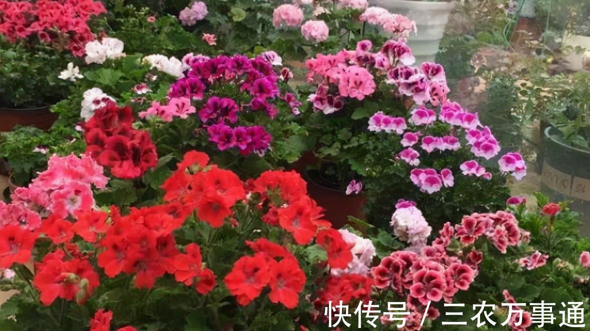 天竺葵|秋天养6种漂亮花,叶片不能喷水不要淋雨,否则烂叶不开花